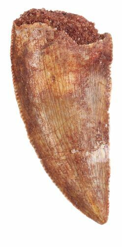 Serrated, Raptor Tooth - Morocco #54963